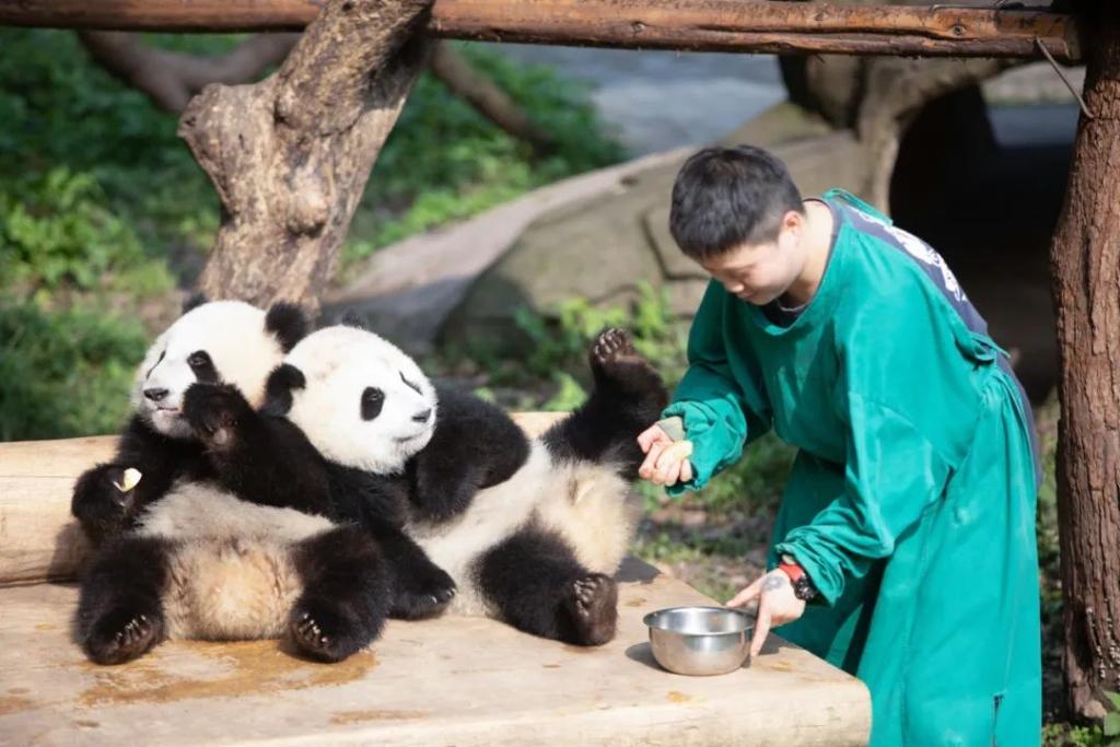 重慶動物園最新動態(tài)，探索與發(fā)現(xiàn)之旅的奇妙之旅