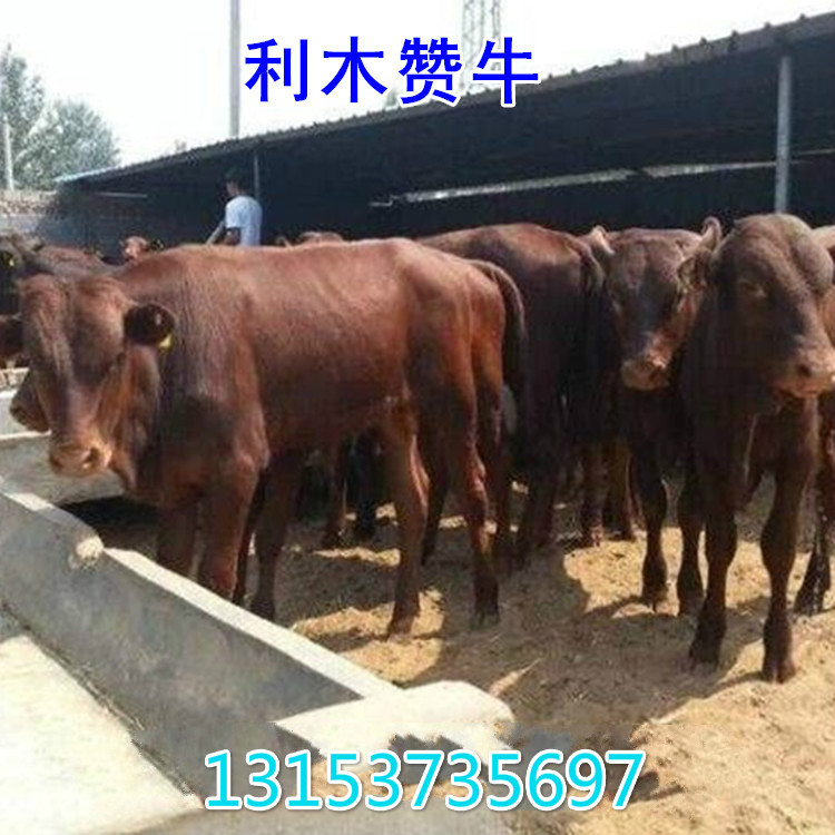 遼寧肉牛價(jià)格動態(tài)分析報(bào)告